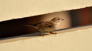 Illustration for article titled How to Stop Birds From Pecking at Your Windows